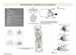 Istologia del Movimento delle strutture nervose