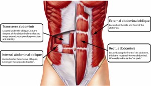 Muscoli del Core
