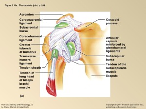 Anatomia Spalla