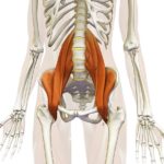 Lesione del Muscolo Ileo-Psoas: Diagnosi e Trattamento